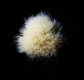 Very unique picture of the bristles of a shaving brush from top view