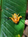 very unique and rare eight-spotted crab spider