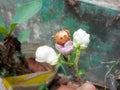 A very unique view of jasmine flowers