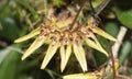 Bulbophyllum cumingii Orchid