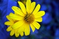 Beautiful bright and colorful yellow flowers with long blue leaves on a blue background.