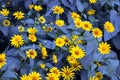 Beautiful bright and colorful yellow flowers with long blue leaves on a blue background.