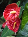 Very unusual interesting cup-shaped red flower petals. With a yellow shoot in the middle and large green leaves under