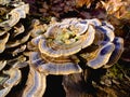 Very unusual mushroom. Very colorful