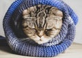 Very upset Scottish Fold cat wrapped herself in a soft, knitted blue scarf and warmed up.