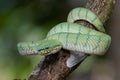 A very venomous and endemic snake Sabah Pit Viper Bornean Keeled Pit Vipe with nature green background Royalty Free Stock Photo