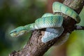 A very venomous and endemic snake Sabah Pit Viper Bornean Keeled Pit Vipe with nature green background Royalty Free Stock Photo