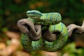 Tropidolaemus subannulatus very venomous Royalty Free Stock Photo