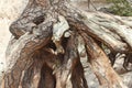 A very old tree root in a narrow canyon on Kasha-Katuwe/Tent Rocks National Monument