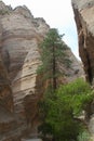 A narrow canyon on Kasha-Katuwe/Tent Rocks National Monument