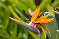 Vivid glowing orange bird of paradise.. Royalty Free Stock Photo