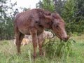 A very wet brown hinny grazzing in a field