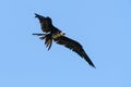 A very wet Frigatebirds (Fregatidae)  in flight, taken in Alajuela, Costa Rica Royalty Free Stock Photo