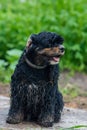 Very wet and sandy black spaniel dog lsitting in countryside Royalty Free Stock Photo