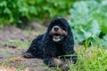Very wet and sandy black spaniel dog lying in grass Royalty Free Stock Photo