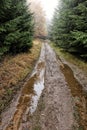 Very wet straight forest road with large puddles in the fog