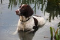 A very wet working typee english springer spaniel pet gundog