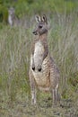 A very wet young kangaroo.