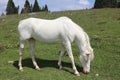 very white albino young horse Royalty Free Stock Photo