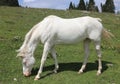 Very white horse on green meadown whitel eating fresh grass Royalty Free Stock Photo