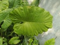 a very wide leaves called a taro leaf
