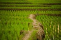 Very wide rice fields with green rice plants Royalty Free Stock Photo