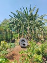 Very wide view of the banana plantation in the village