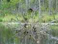 Wild lake view, dry tree branches in the water, overgrown shores, wild grass and leaves Royalty Free Stock Photo