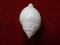 Dashinawarti Shankh of Righted white Conch religious thing