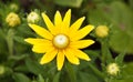 A very yellow flower found in Ornskoldsvik Royalty Free Stock Photo