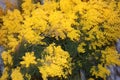 Very yellow seasonal mimosa plant just flowered in March