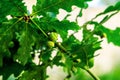 Very young acorns grow on a branch of oak. The concept of the beginning of the path.