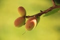 Very young Apricot fruits growing on a tree