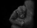 a baby gorilla in its mother\'s arms, digitally reworked Royalty Free Stock Photo