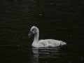 Very young, baby mute swan with grey plumage, swimming on a river with dark water. Royalty Free Stock Photo
