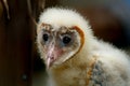 Very Young Barn Owl Royalty Free Stock Photo