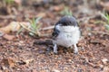 Very young Barn Swallow sitting on the ground learning to fly Royalty Free Stock Photo