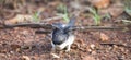 Very young Barn Swallow sitting on the ground learning to fly Royalty Free Stock Photo