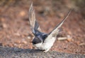 Very young Barn Swallow sitting on the ground learning to fly Royalty Free Stock Photo
