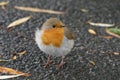 Very young orange robin redbreast