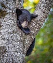 Very young black bear sleeping in a tree Royalty Free Stock Photo
