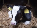 Very young black and white calf lies in straw Royalty Free Stock Photo