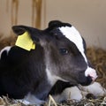 Very young black and white calf lies in straw Royalty Free Stock Photo