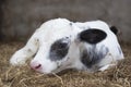 Very young black and white calf in straw of barn