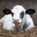Very young black and white calf in straw of barn looks alert Royalty Free Stock Photo