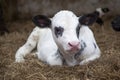 Very young black and white calf in straw of barn looks alert Royalty Free Stock Photo