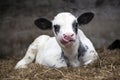 Very young black and white calf in straw of barn Royalty Free Stock Photo