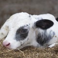 Very young black and white calf in straw of barn Royalty Free Stock Photo