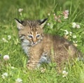 Very young bobcat kitten in meadow Royalty Free Stock Photo