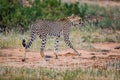 Very young cheetah walks on elephant path. through forest of Kenya Royalty Free Stock Photo